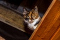 Close-up portrait of a young calico cat looking down