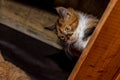 Close-up portrait of a young calico cat looking down