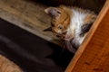 Close-up portrait of a young calico cat looking down