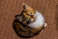 Close up portrait of a young calico cat looking up