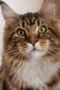 Close up portrait of young cat Maine Coon breed, looking seriously right to the camera. Royalty Free Stock Photo