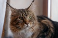 Close up portrait of young cat Maine Coon breed, sitting on the windowsill with serious look. Royalty Free Stock Photo