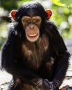 Close up portrait of a young chimpanzee