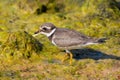 Close up portrait of The young common ringed plover or ringed plover Charadrius hiaticula