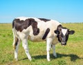 Close up portrait of young cow Royalty Free Stock Photo