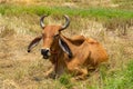 Close-up portrait of a young cows looking at the camera Royalty Free Stock Photo