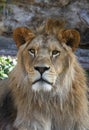 Close up portrait of young male African lion Royalty Free Stock Photo