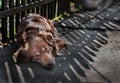 Close-up Portrait Of Young Cute Sad Or Unhappy Chained Brown Or Red Dog Lying Or Resting On Old Village Yard Under Garden Wooden F