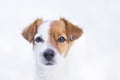 Portrait of a young cute small dog in the snow looking at the camera. Brown and white colors.Outdoors, white background. Nature Royalty Free Stock Photo