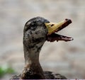 Close up portrait of young duck eating cake