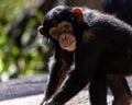 Portrait of a young female chimpanzee making eye contact Royalty Free Stock Photo