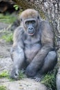 Close up portrait of a young female Gorilla Royalty Free Stock Photo