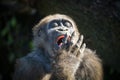 Close up portrait of a young female Gorilla Royalty Free Stock Photo