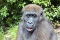 Close up portrait of a young female Gorilla Royalty Free Stock Photo