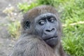 Close up portrait of a young female Gorilla Royalty Free Stock Photo