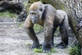 Portrait of a young female Western Lowland Gorilla Royalty Free Stock Photo