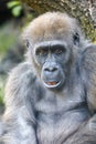 Portrait of a young female Western Lowland Gorilla Royalty Free Stock Photo