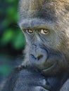 Portrait of a young female Western Lowland Gorilla Royalty Free Stock Photo