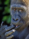 Portrait of a young female Western Lowland Gorilla Royalty Free Stock Photo