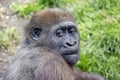 Portrait of a young female Western Lowland Gorilla Royalty Free Stock Photo