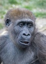 Portrait of a young female Western Lowland Gorilla Royalty Free Stock Photo