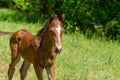 Portrait of young foal on a spring pasture Royalty Free Stock Photo