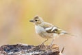 Close up portrait of young Fringilla coelebs