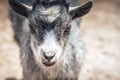 Close-up portrait of young goat Royalty Free Stock Photo