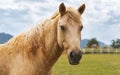 Close up portrait of young horse in farm with background of mountainscape and cloudy sky. Light brown horse is looking at camera Royalty Free Stock Photo