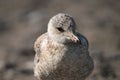 Close up portrait of a young juvenile Ring-billed seagull