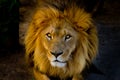 Close-up portrait of a young lion