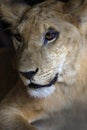 Close-up portrait of a young lioness Panthera Leo