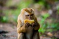 Close-up portrait of Young Macaca leonina eating fruits on the road. Animal. Northern Pig-tailed Macaque