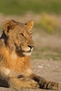 Close-up portrait of young male lion