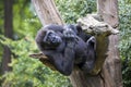 Close up portrait of young male Gorilla Royalty Free Stock Photo