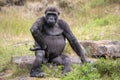 Close up portrait of young male Gorilla Royalty Free Stock Photo