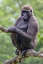 Close up portrait of young male Gorilla Royalty Free Stock Photo