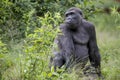 Close up portrait of young male Western Lowland Gorilla Royalty Free Stock Photo