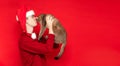 Close up portrait of a young man in Santa's cap holding a British cat and kissing it