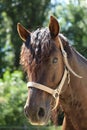 Close-up portrait of a young morgan breed stallion portrait in the paddock on a clear sunny day Royalty Free Stock Photo