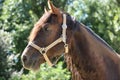 Close-up portrait of a young morgan breed stallion portrait in the paddock on a clear sunny day Royalty Free Stock Photo