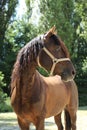 Close-up portrait of a young morgan breed stallion portrait in the paddock on a clear sunny day Royalty Free Stock Photo