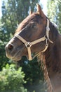 Close-up portrait of a young morgan breed stallion portrait in the paddock on a clear sunny day Royalty Free Stock Photo