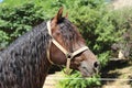 Close-up portrait of a young morgan breed stallion portrait in the paddock on a clear sunny day Royalty Free Stock Photo