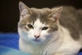 Close-up portrait of young nice small cute white and gray domestic cat kitten with dreamy expression on blurred black and blue Royalty Free Stock Photo