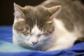 Close-up portrait of young nice small cute white and gray domestic cat kitten with dreamy expression on blurred black and blue Royalty Free Stock Photo