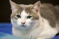 Close-up portrait of young nice small cute white and gray domestic cat kitten with dreamy expression on blurred black and blue Royalty Free Stock Photo