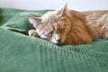 Close up portrait of young orange ginger striped cat sleeps on the bed over a green blanket. Beautiful funny kitten. Royalty Free Stock Photo