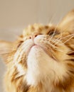 Close-up portrait of a young (red blotched tabby) Maine Coon female cat watching the sky