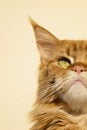 Close-up portrait of a young (red blotched tabby) Maine Coon female cat watching the sky
